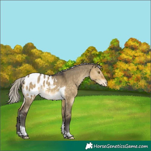 Horse Color:Silver Buckskin Dun Tobiano Appaloosa 