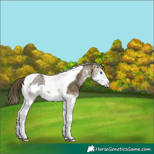 Horse Color:Buckskin Dun Splash Tobiano Appaloosa 