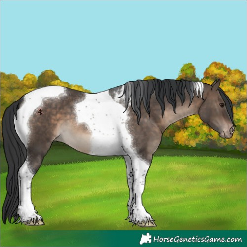 Horse Color:Brown Dun Tobiano Appaloosa 