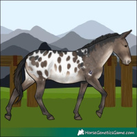 Horse Color:Brown Dun Appaloosa