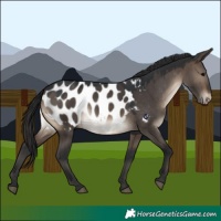 Horse Color:Brown Dun Appaloosa 