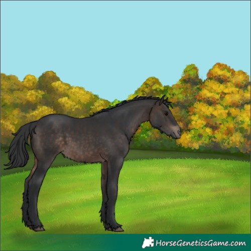 Horse Color:Brown 