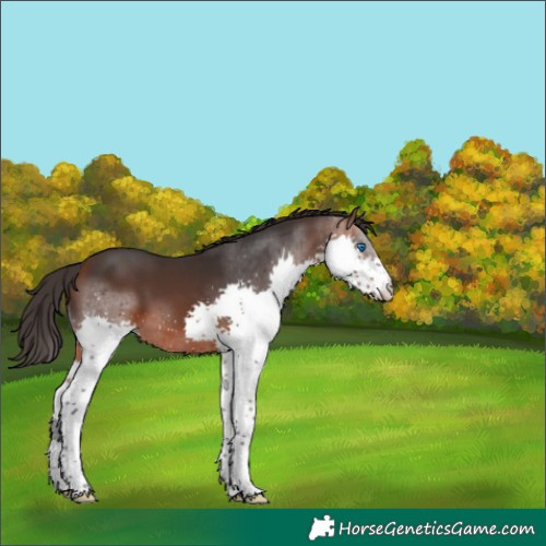 Horse Color:White Spotted Bay Splash 