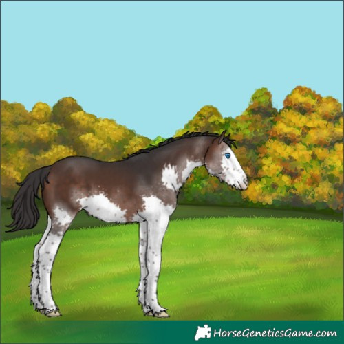 Horse Color:Brown Splash 