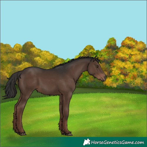 Horse Color:White Spotted Liver Chestnut 