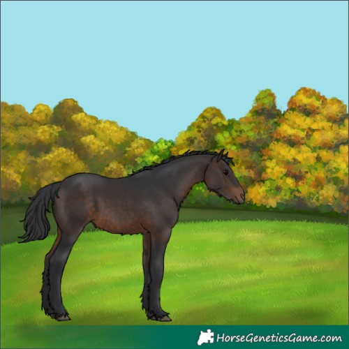 Horse Color:Brown 