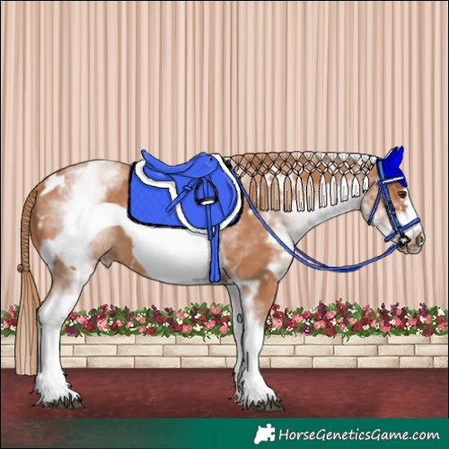 Horse Color:White Spotted Chestnut Frame