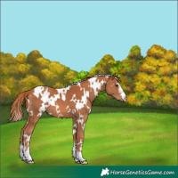 Horse Color:White Spotted Chestnut