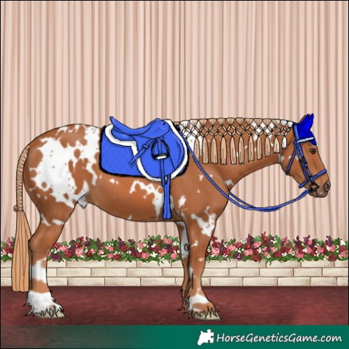Horse Color:White Spotted Chestnut 