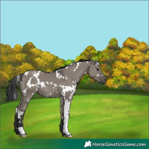 Horse Color:White Spotted Grullo