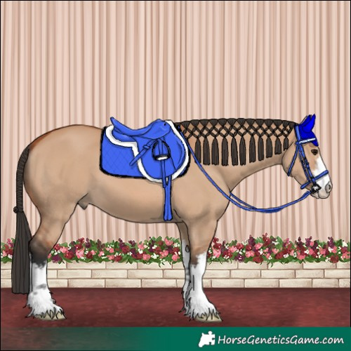 Horse Color:White Spotted Bay Dun