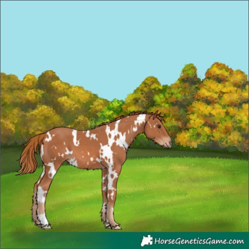 Horse Color:White Spotted Chestnut