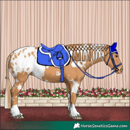 Horse Color:White Spotted Chestnut Blanket