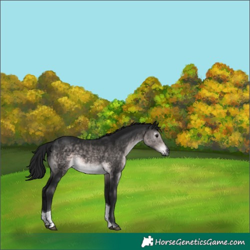 Horse Color:Gray Platinum Buckskin Tobiano 