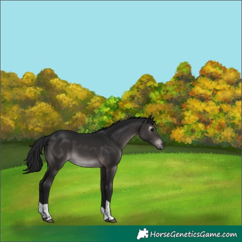 Horse Color:Gray Platinum Brown Tobiano 