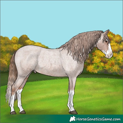 Horse Color:Red Roan Splash Varnish Rabicano 