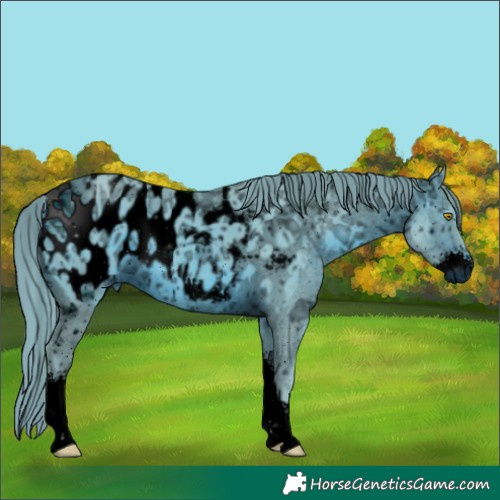 Horse Color:ERROR: UNKNOWN ANOMALY