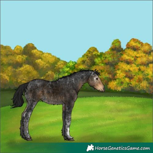 Horse Color:Gray Void Buckskin Ice Roan Rabicano 