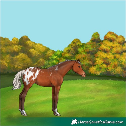 Horse Color:Silver Brown Appaloosa 
