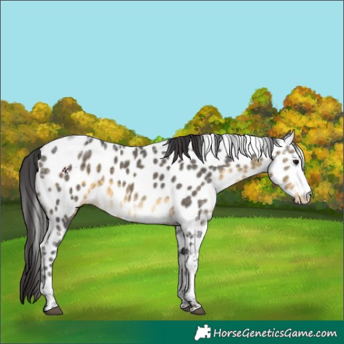 Horse Color:White Spotted Buckskin Ice Appaloosa Rabicano 