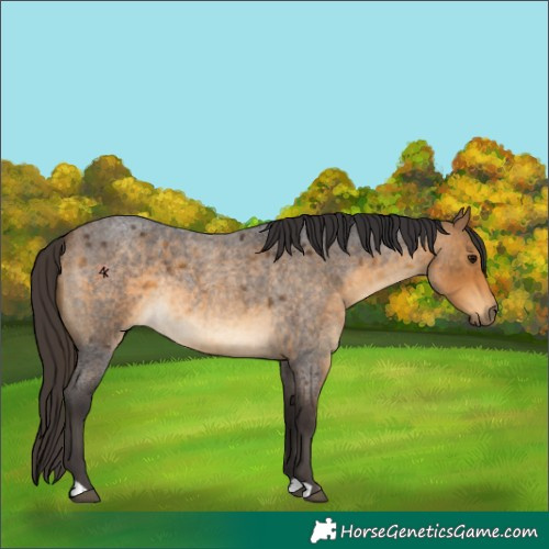 Horse Color:Buckskin Roan Rabicano 