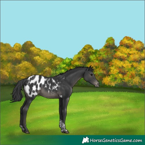 Horse Color:Black Tobiano Appaloosa Rabicano 