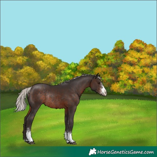 Horse Color:Silver Brown Sabino Rabicano 