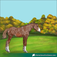Horse Color:Chestnut Ice 