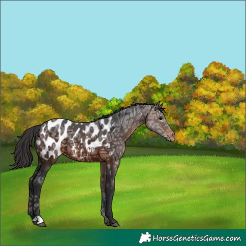 Horse Color:Brown Ice Appaloosa