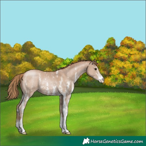 Horse Color:Black Pearl Sabino 
