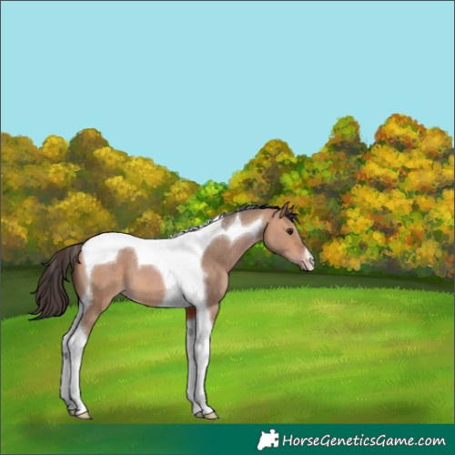 Horse Color:Bay Dun Tobiano 