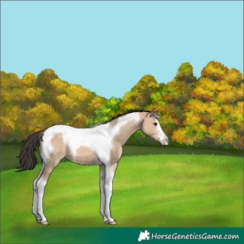 Horse Color:Bay Dun Tobiano 