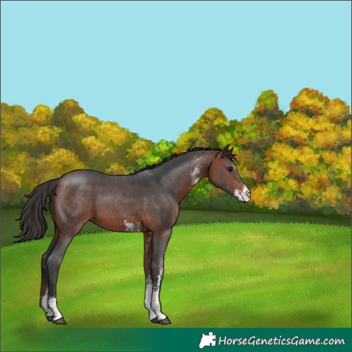 Horse Color:Bay Sabino 