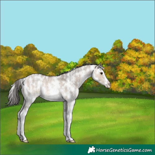 Horse Color:Brown Dun Sabino 