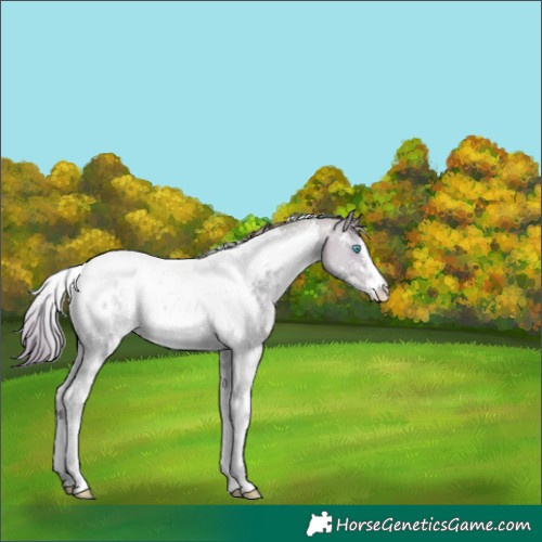 Horse Color:Watercolor Buckskin Pearl Sabino Tobiano Appaloosa 