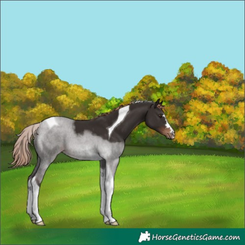 Horse Color:Liver Chestnut Tobiano 