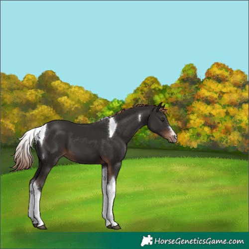 Horse Color:Liver Chestnut Tobiano 