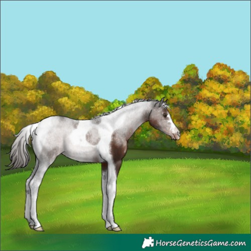 Horse Color:Liver Chestnut Tobiano 
