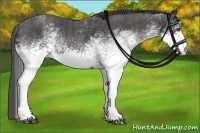 Horse Color:White Spotted Blue Roan Rabicano Brindle