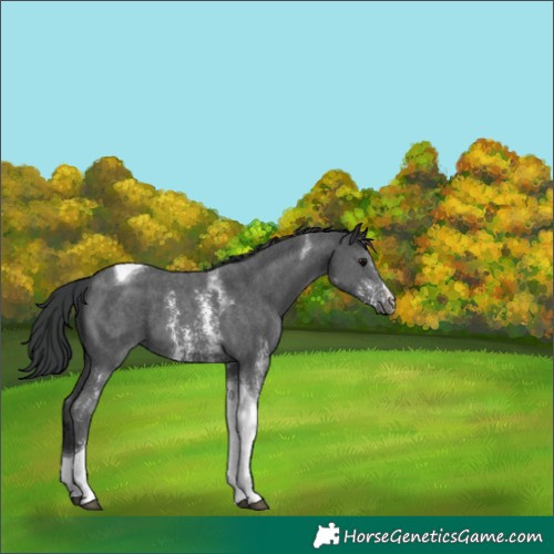 Horse Color:Black Sabino Tobiano 