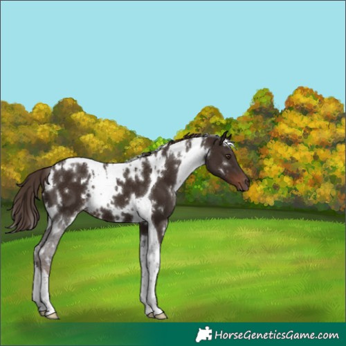 Horse Color:White Spotted Liver Chestnut Tobiano 