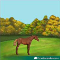 Horse Color:Chestnut 