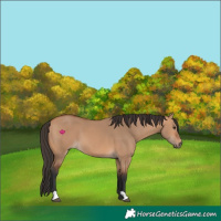 Horse Color:Bay Dun