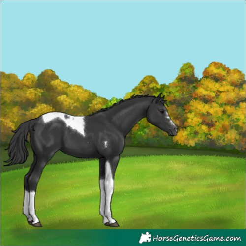 Horse Color:Black Tobiano 