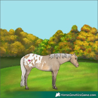 Horse Color:Silver Buckskin Dun Appaloosa 
