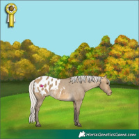 Horse Color:Silver Buckskin Dun Appaloosa 