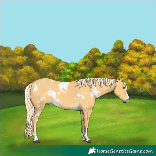 Horse Color:White Spotted Palomino Dun 