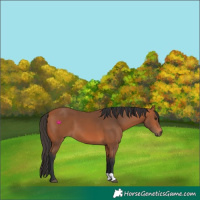Horse Color:Bay 