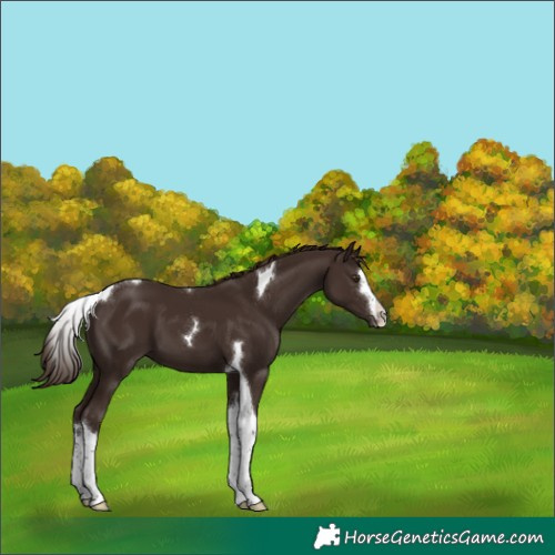 Horse Color:Liver Chestnut Tobiano 