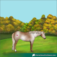 Horse Color:Gray Palomino